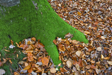 france,forêt de rambouillet : hêtre & feuilles d'automne