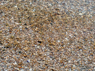 Cockleshell surface background