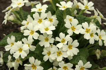 Primrose in the spring close up