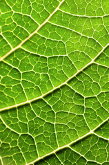 Green leaf background