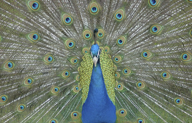 Obraz premium Peacock