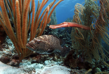 Tiger grouper & trumpet fish