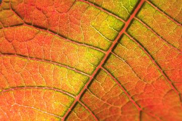Colorful leaf background