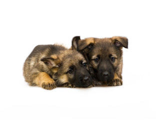 two Germany sheep-dog puppies isolated on white backgroun