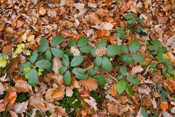 france,forêt de rambouillet à l'automne : parterre de feuilles