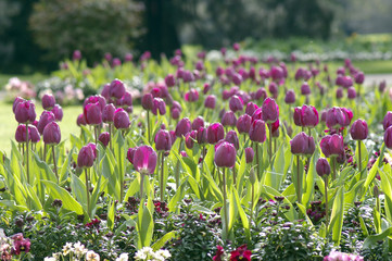 plantations de tulipes © Anthony PELLIEUX