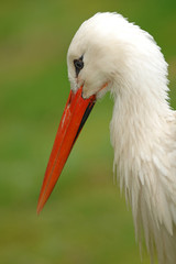 Storch im Portrait