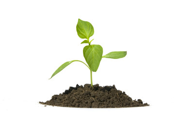 new life