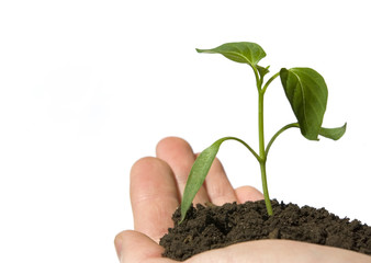plant in a hand
