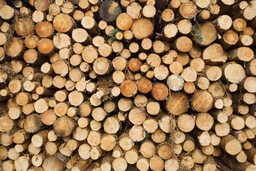 france,forêt de rambouillet : troncs de pins découpés empilés © JONATHAN