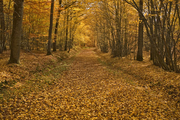 france,forêt de rambouillet : chemin forestier à l'automne
