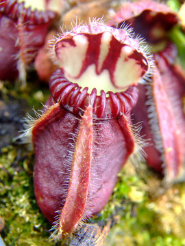 Cephalotus follicularis, eine carnivore Pflanze