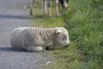 Lamm Ostern Schaaf