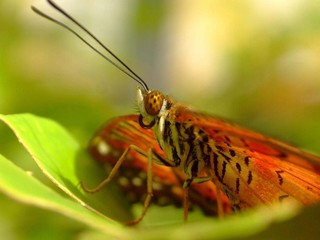 Schmetterling