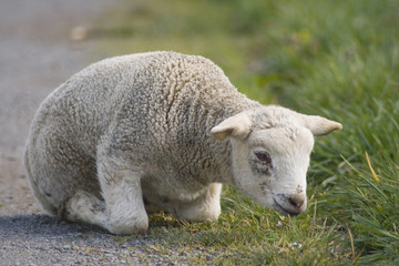 Naklejka premium Lamm Ostern Schaaf