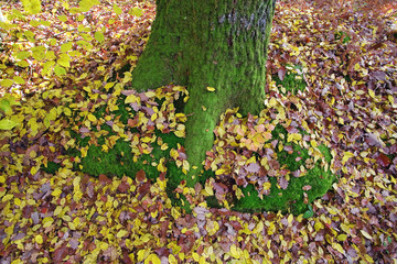 france,forêt de rambouillet : chêne & feuilles d'automne