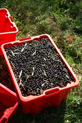 Olive harvest