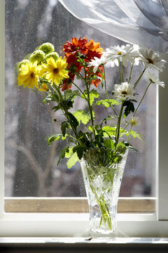 Bouquet of multicolored chamomiles in sunshine