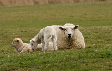 Triplet lambs with Mom