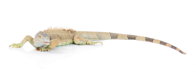 Fototapeta premium dragon