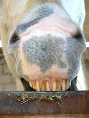 Pferd zeigt die Zähne, Schimmel