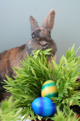 bunte osten eier und hase