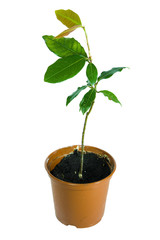 flower in pot  over white background