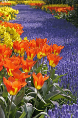 Tulipa 'World Legend' Darwin-Hybrid-Tulpe