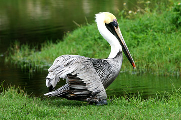 pelican walking