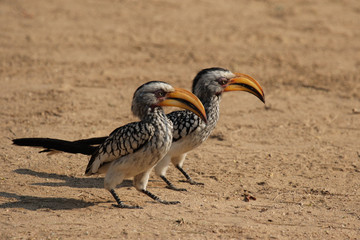Zwei Gelbschnabeltokos (Tockus leucomelas) sitzen auf dem Boden © DirkR