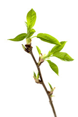 Fototapeta premium New leaves