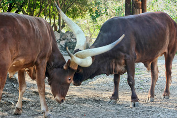 Fototapeta premium Ankole Cattle Fighting