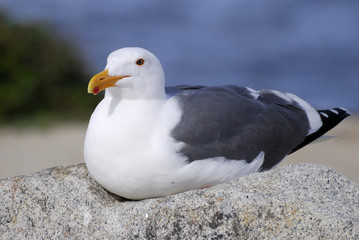 Seagull sitting on the rock