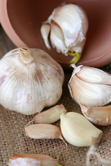 Garlic