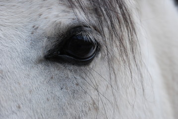 L'oeil du cheval