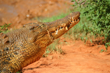 Hungry crocodile