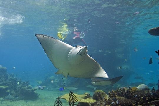 รูปภาพEagle-Ray – เลือกดูภาพถ่ายสต็อก เวกเตอร์ และวิดีโอ82 | Adobe Stock