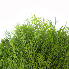 Dill Dillby leaves fresh background © Uros Petrovic