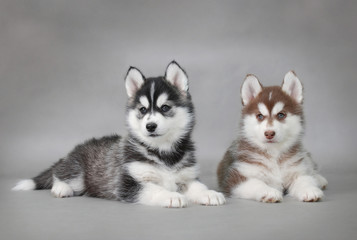 Siberian Husky dog puppies