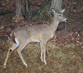yearling deer