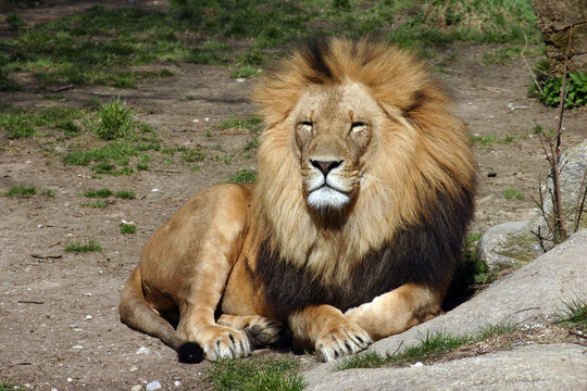 L&ouml;we