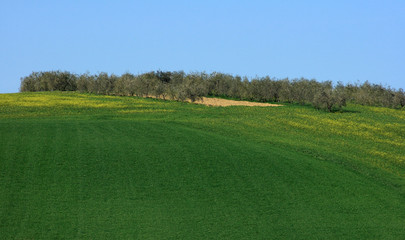 Colline verdi dell'umbria