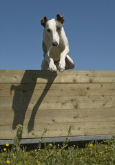 jumping whippet