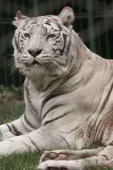 WHITE CAT TIGER