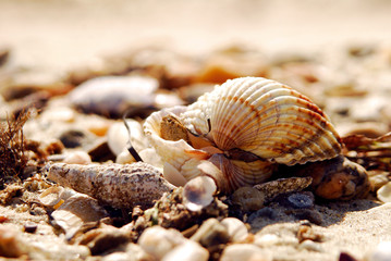 shellfish