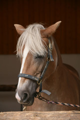 Fototapeta premium Haflinger