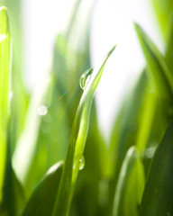 Obraz premium Green grass