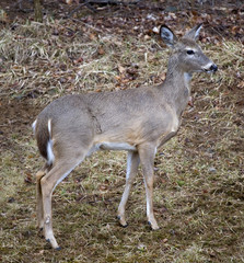wet deer
