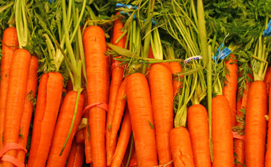 Bunches of carrots