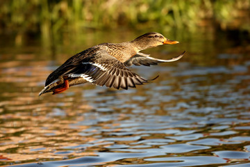 Duck